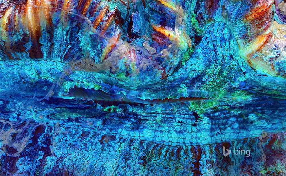 Free download Get the Bing image of the day as your wallpaper daily