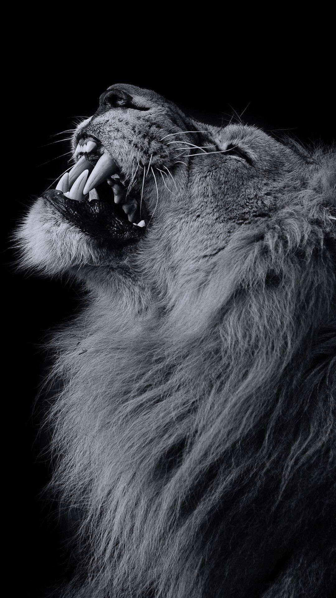 Lion iPhone Wallpaper
