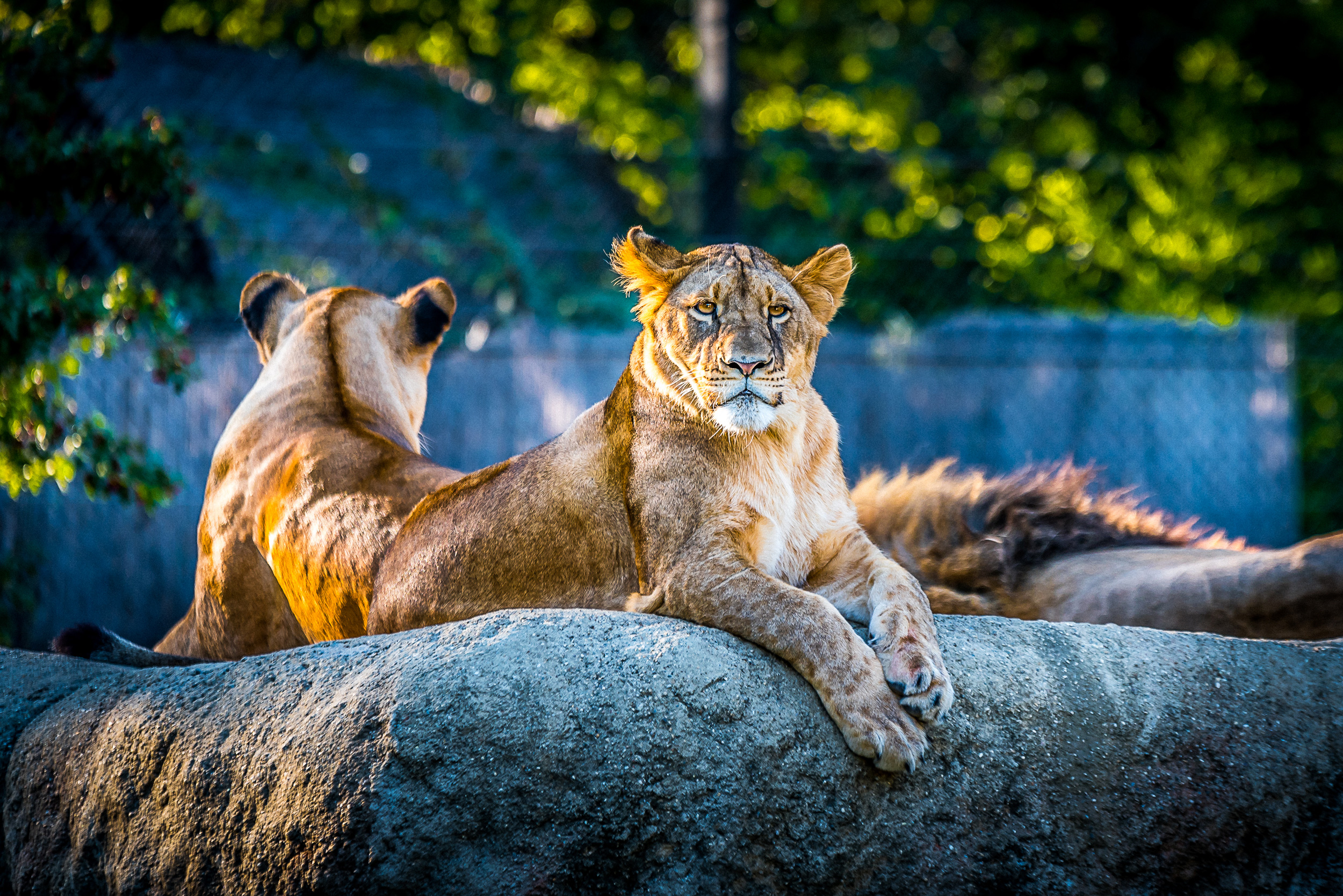 Lionesse Lion Predator Wild Animal 4k HD Animals Wallpaper