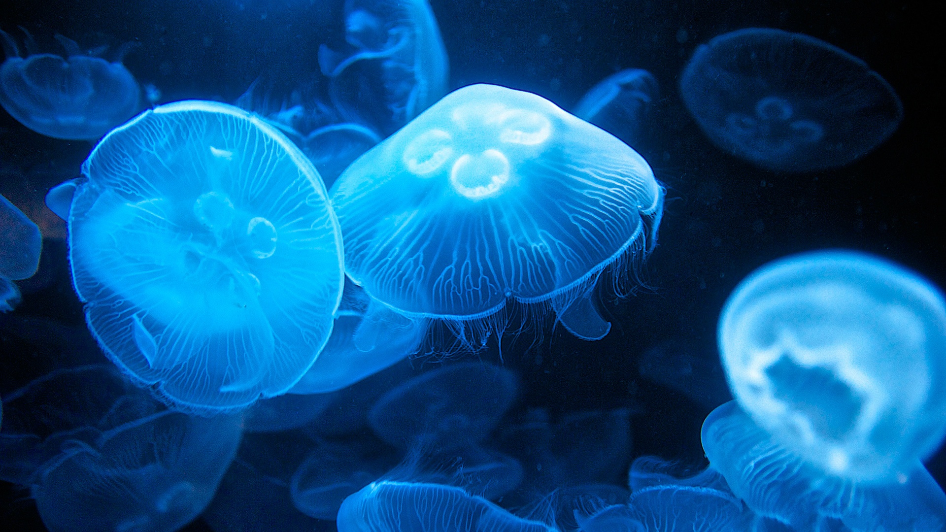 Gallery For Gt Beautiful Jellyfish HD