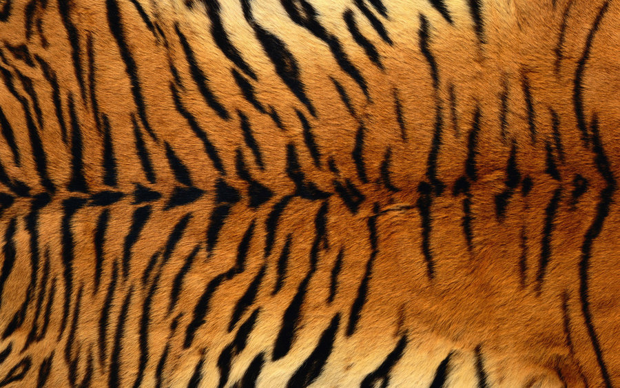 Tiger Fur By Mirengraphics
