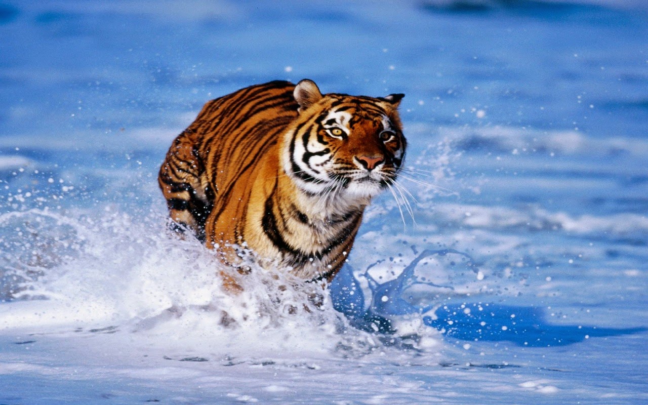 Bengal Tiger HD