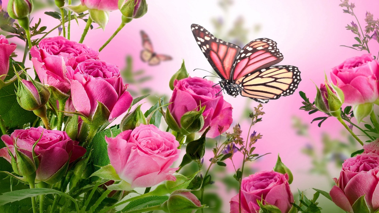 Pink Rose Flowers And Butterfly Wallpaper HD Spring