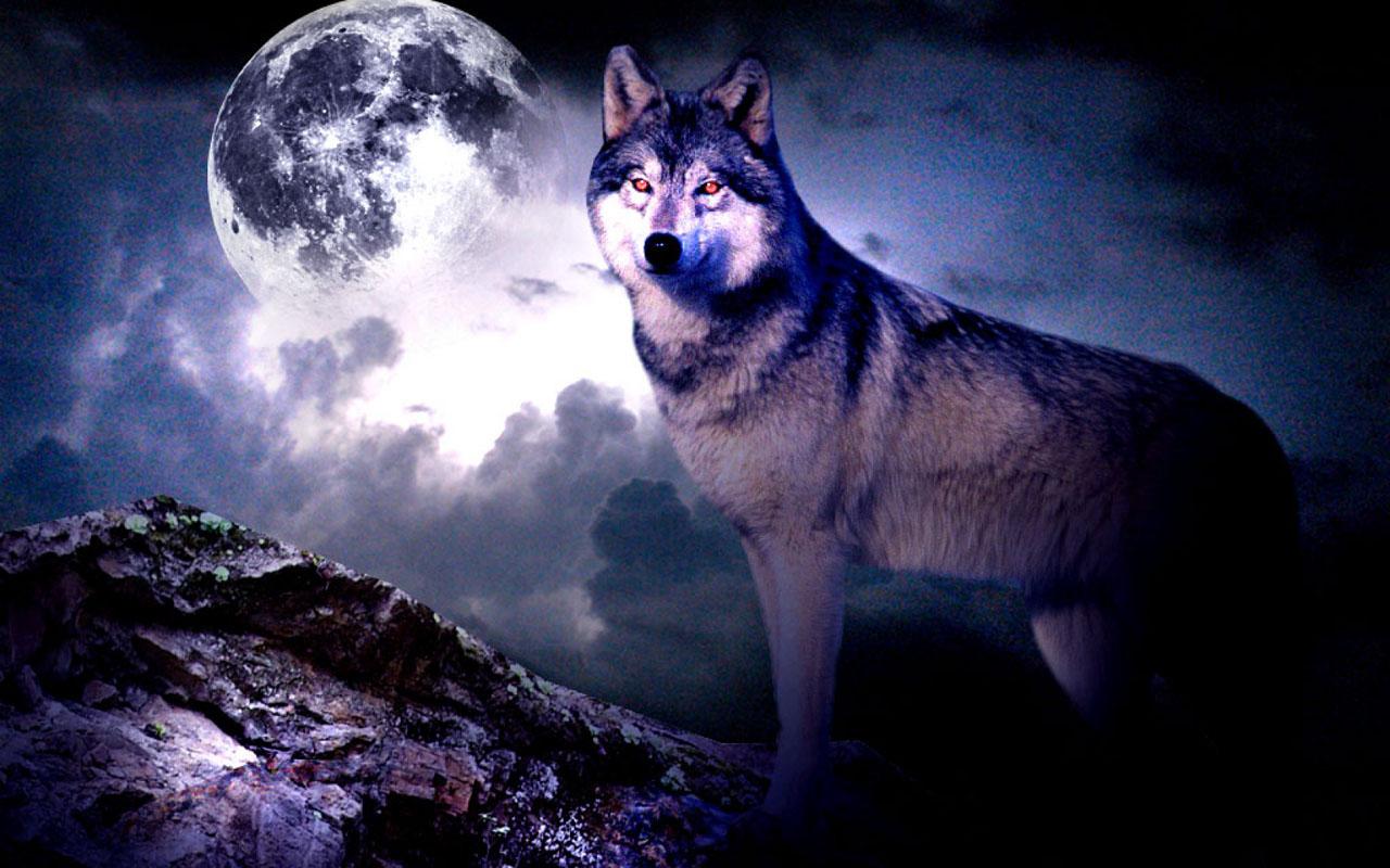 Free download 3D Wolf Wallpaper Android Apps on Google Play [1280x800] for  your Desktop, Mobile & Tablet | Explore 49+ 3D Wolf Wallpapers | Wolf  Wallpapers, Wolf Backgrounds, Cool Wolf Backgrounds