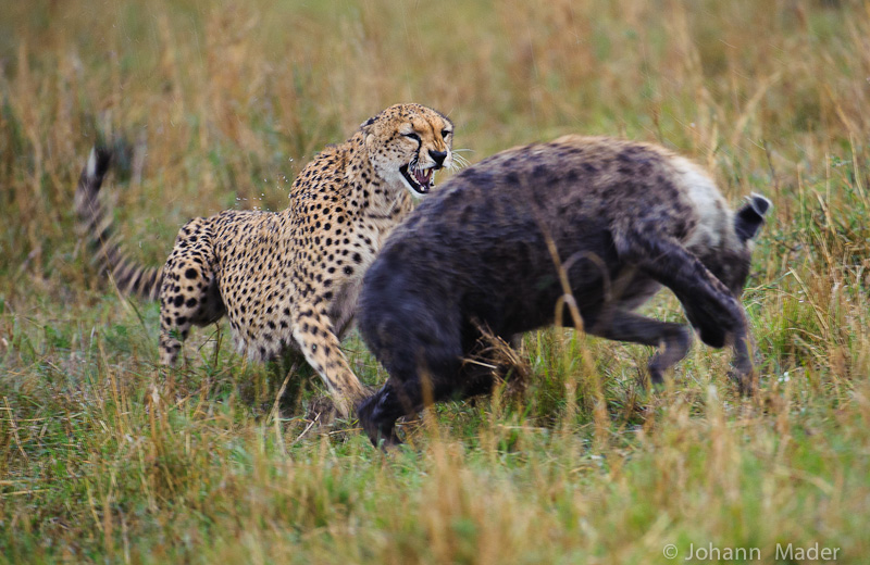 Life Cheetah Cheetahs King Facts Baby