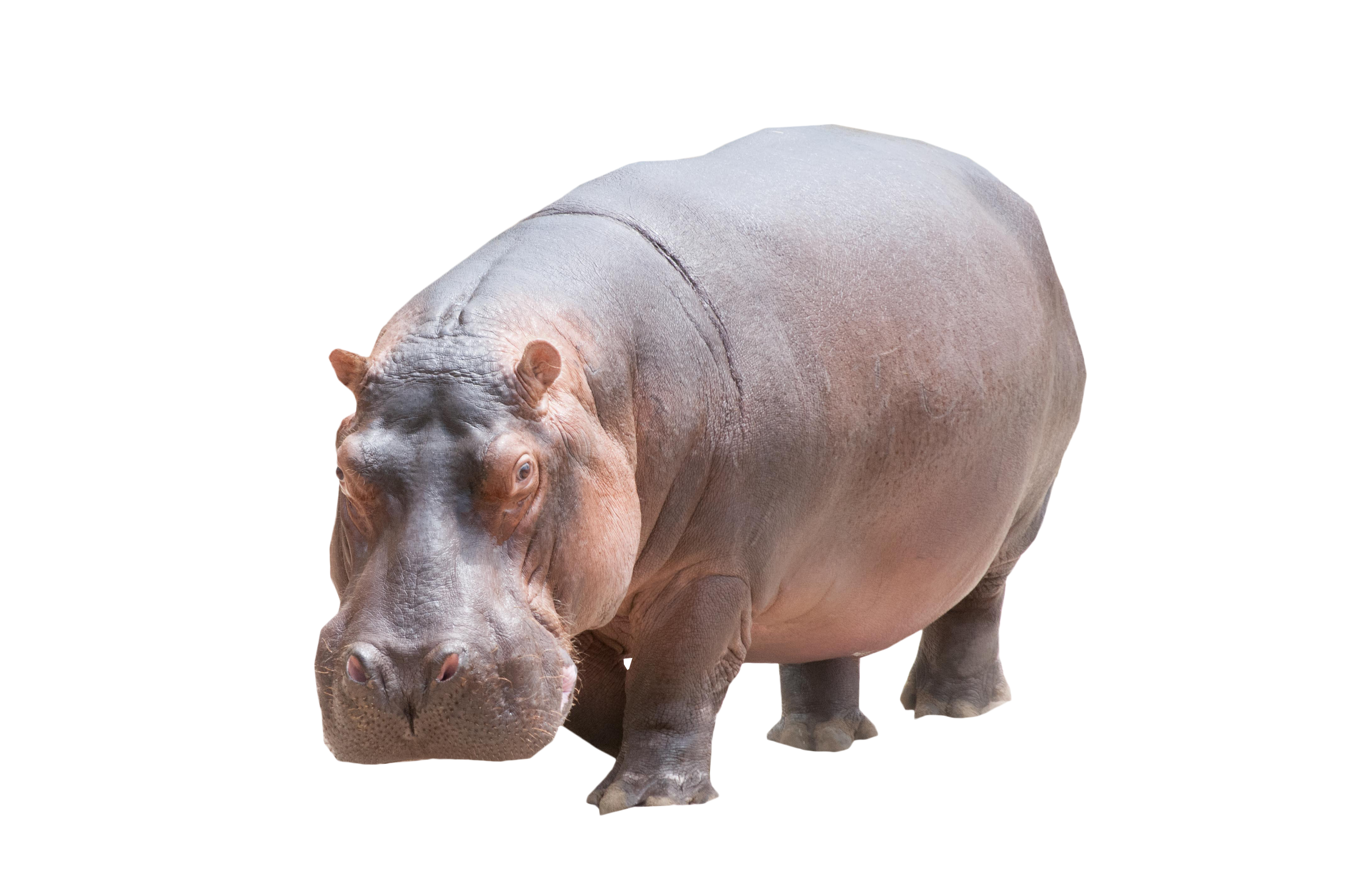 Hippopotamus Clipart Transparent Background