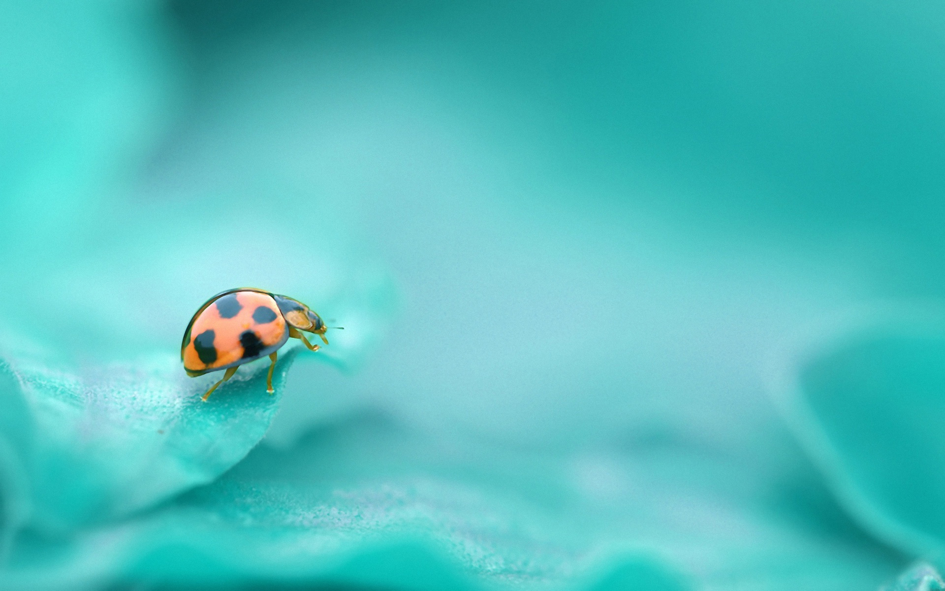 Download 41+ Cute Ladybug Wallpaper on WallpaperSafari