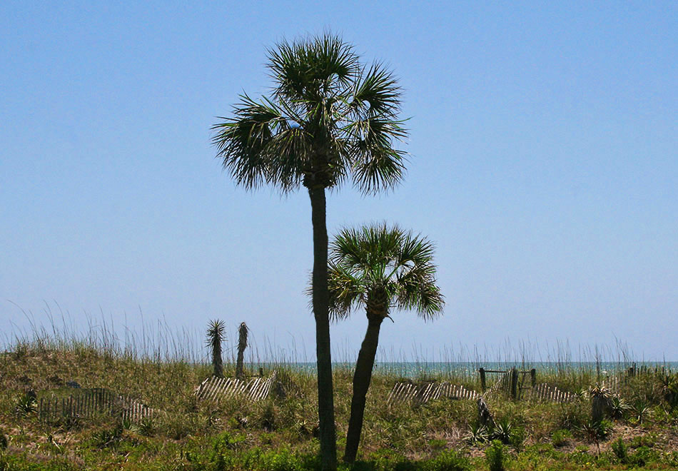Landscape South Carolina S Palmetto Tree A Salute To Bryan Grass