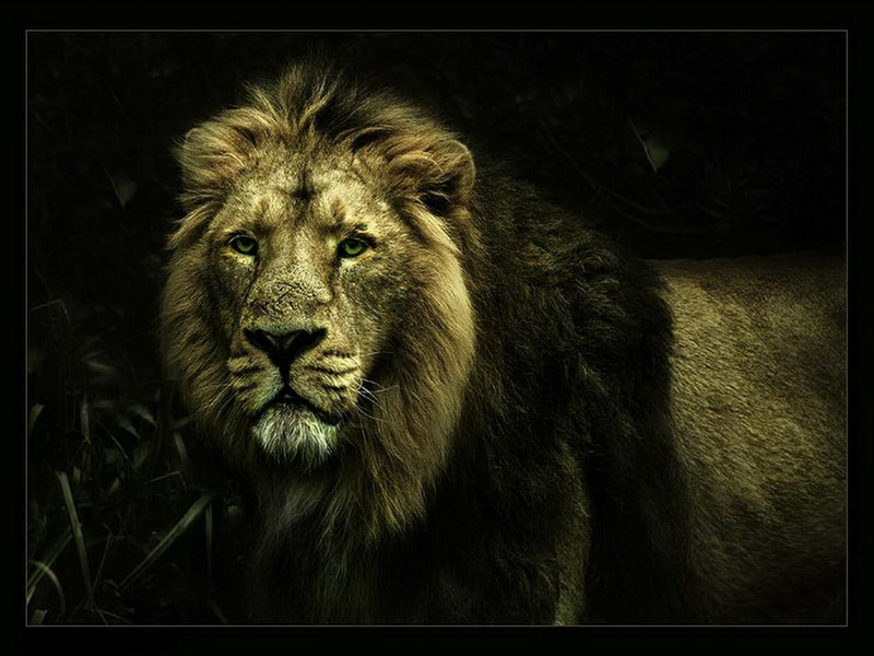 Beast King Of The Jungle Abstract Photography HD Desktop Wallpaper