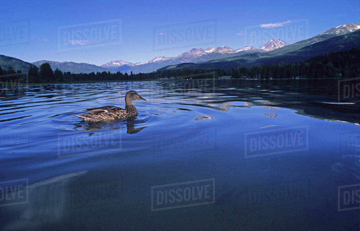 Duck Floats In Alta Lake Summer Mountains Background Whistler