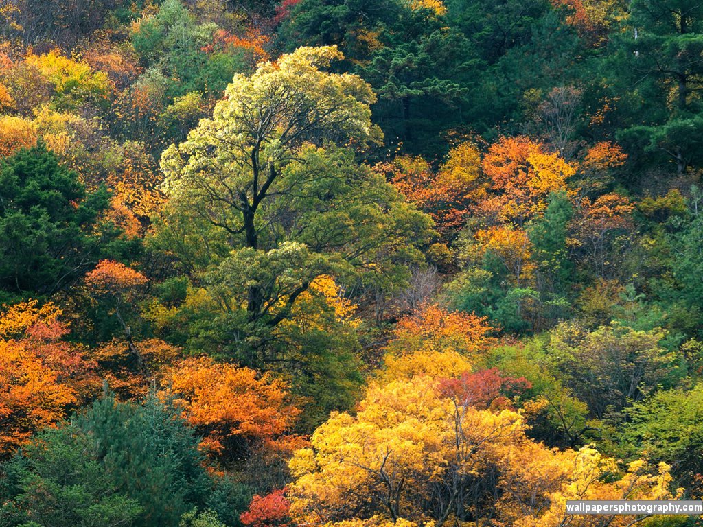 Autumn Fall Forest Wallpaper Art Print Desktop