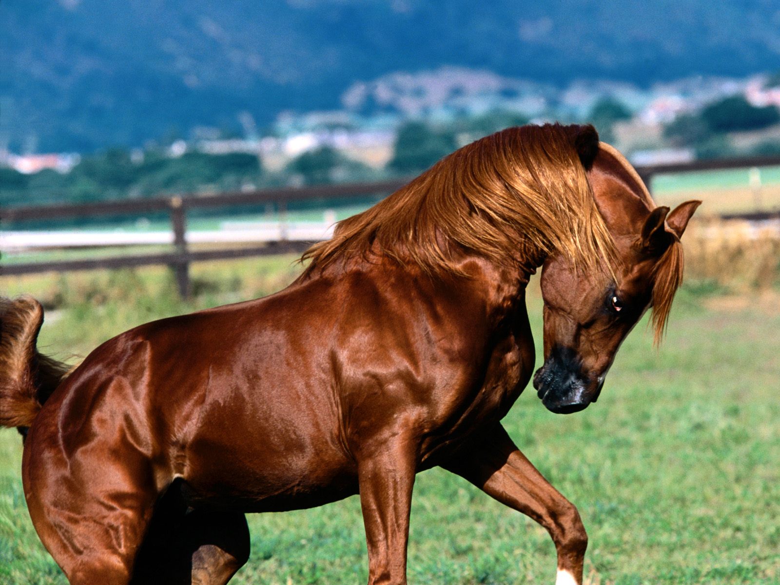 Wallpaper Arabian Horse HD Background Desktop