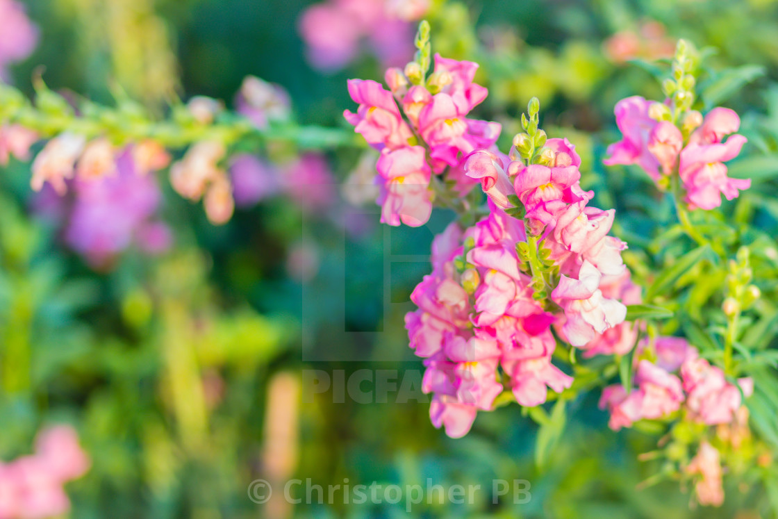 Pink Flowers Of Snapdragon Antirrhinum Majus On The Flowerbed