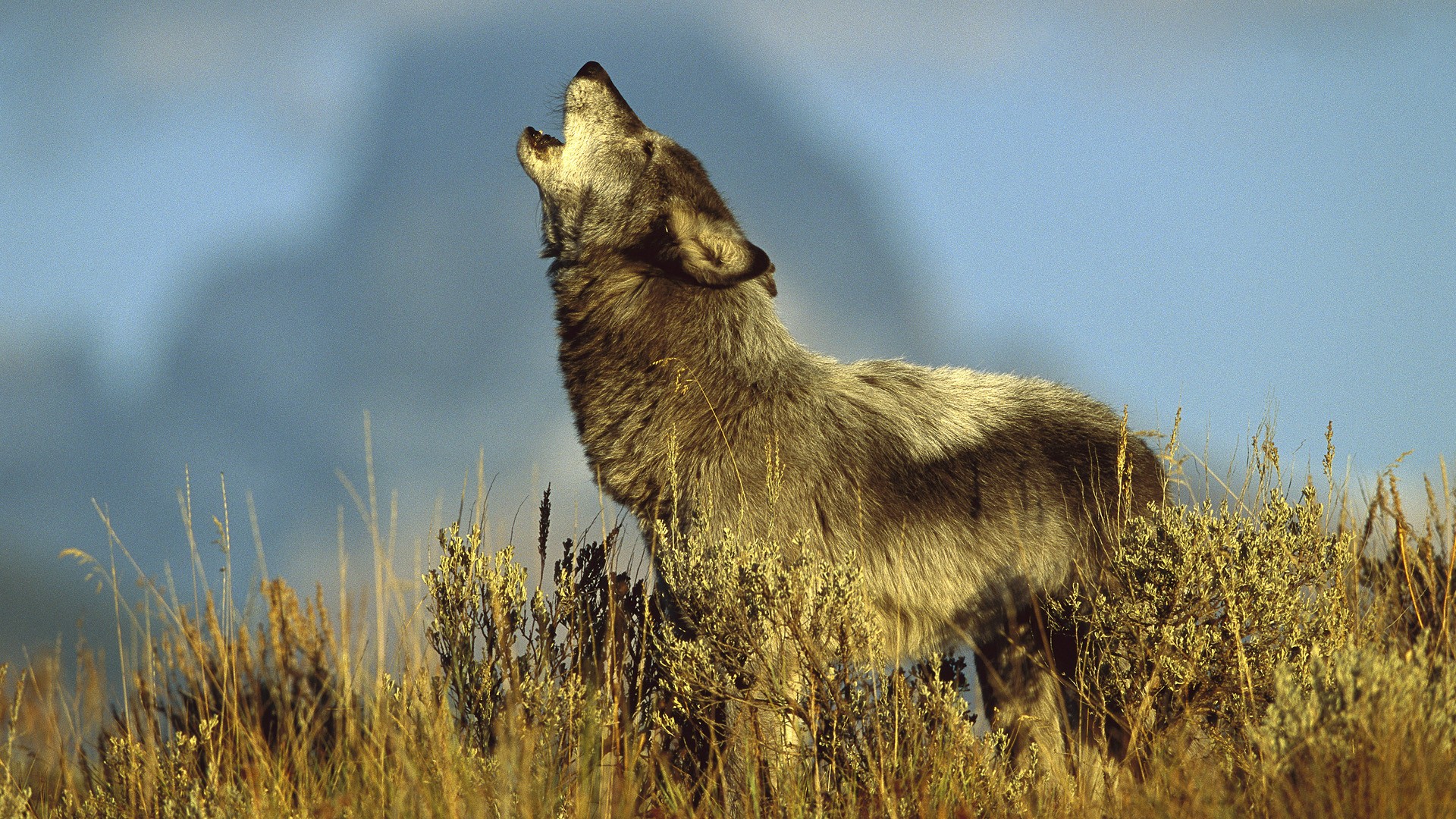 Wolf Wallpaper HD 1080p Widescreen
