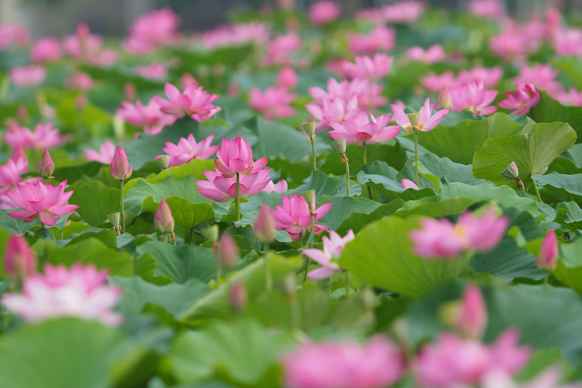 Blur Pink Flower Leaf Nature Lotus HD Wallpaper By Lucialin