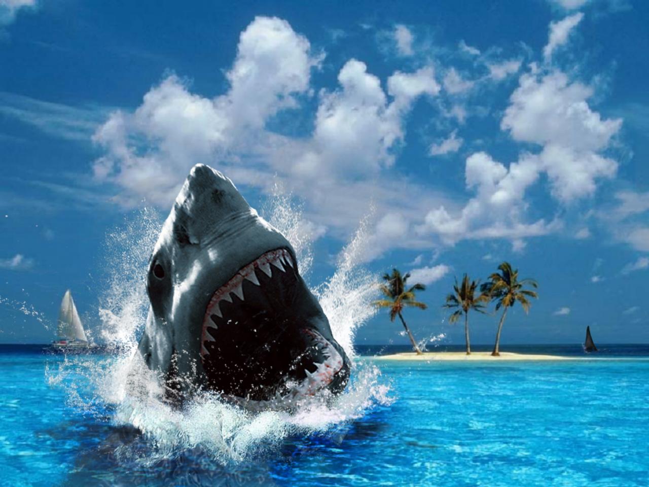 Shark Wallpapers with sea backgrounds suitable for adventures desktop 1280x960