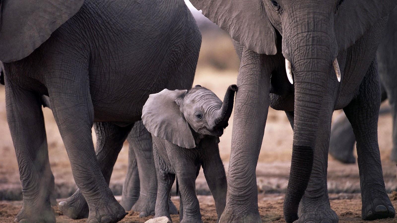 HD Animal Wallpaper With A Baby Elephant
