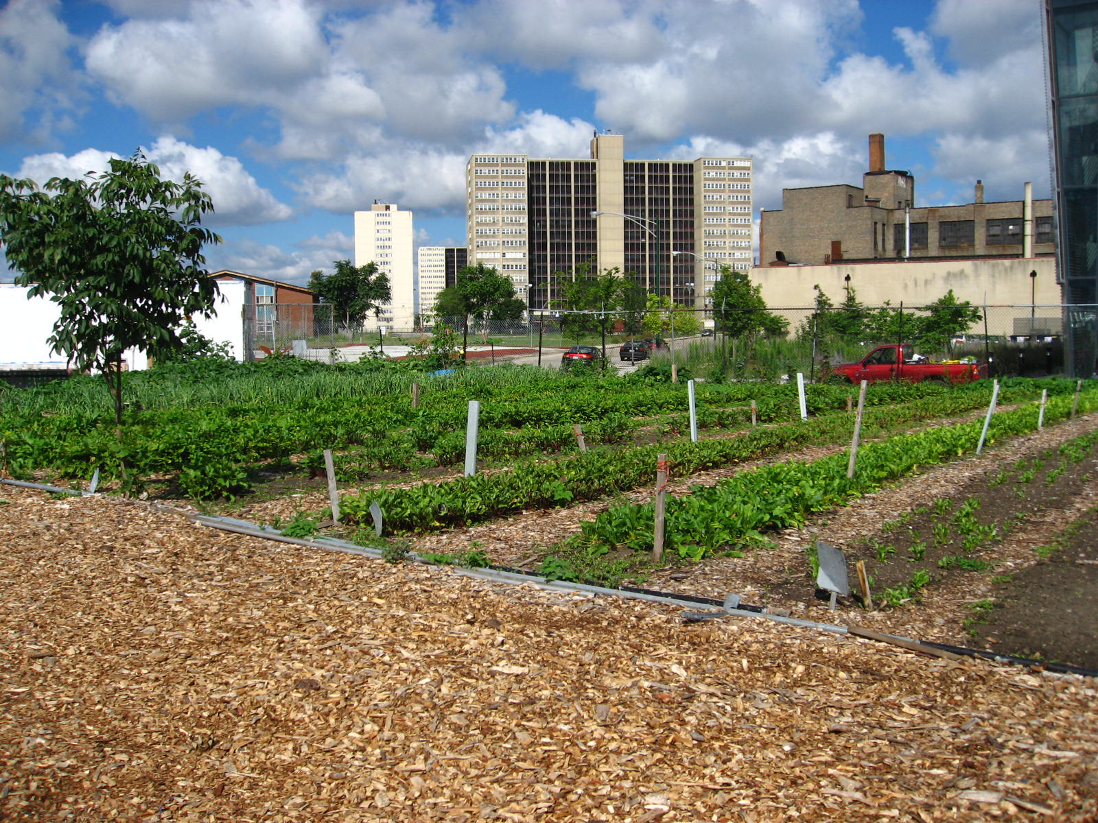 Multimedia Gallery Chicago S Urban Gardens Often Sprout In The