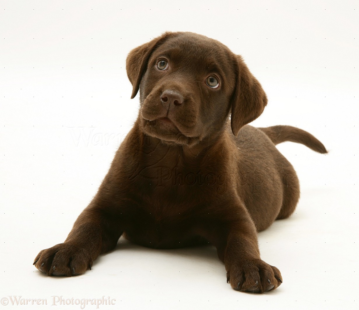 16819 Chocolate Labrador Retriever pup white backgroundjpg