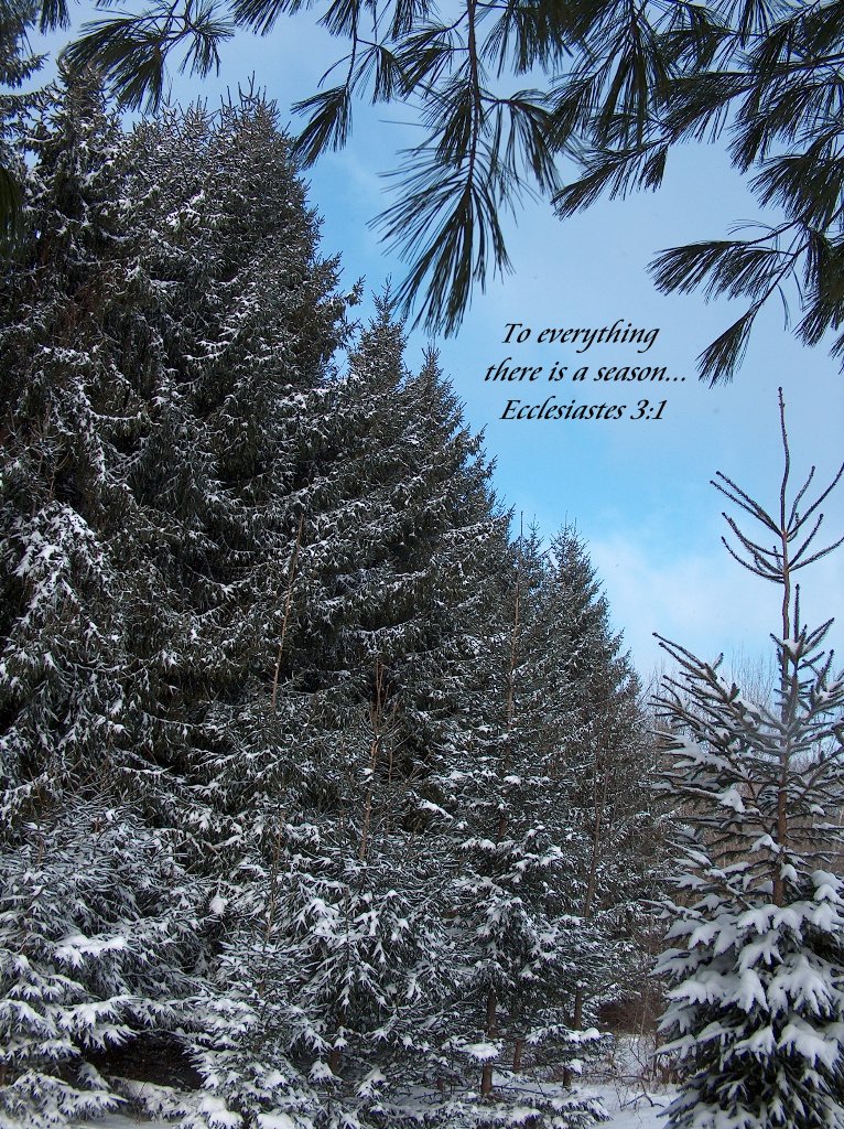 Winter Scenes With Scripture