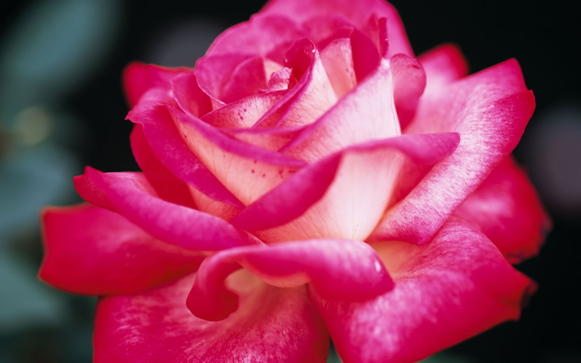 Pretty Pink Roses Wallpaper Color Photo