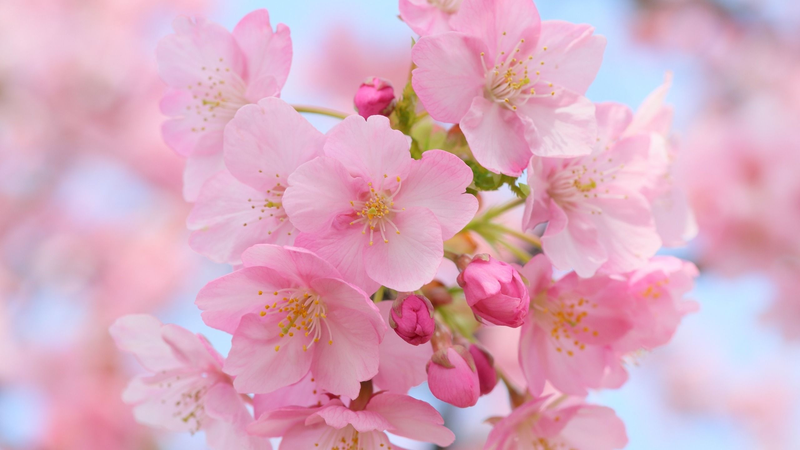 Pink Cherry Blossom Desktop Pc And Mac Wallpaper