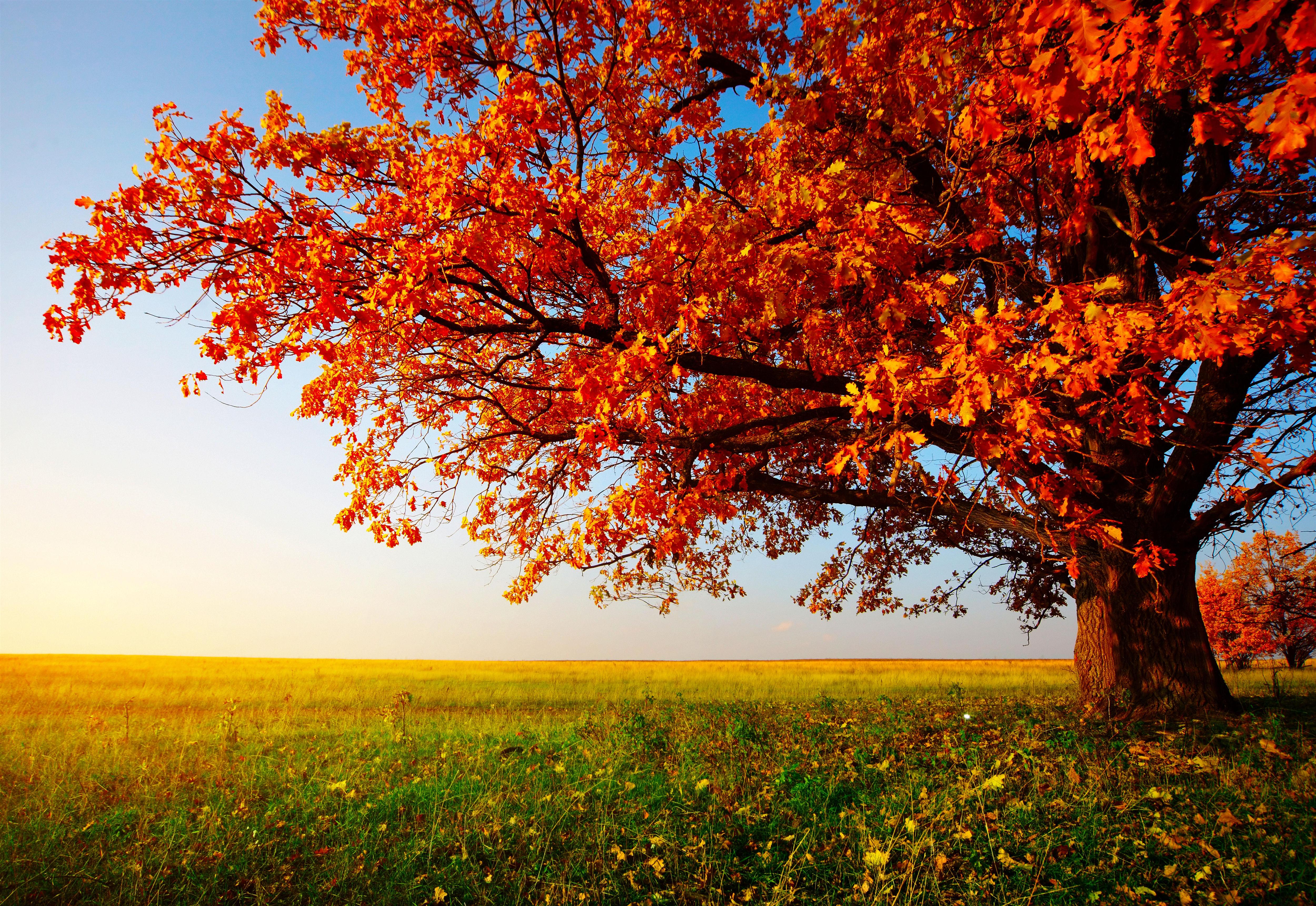 Autumn Trees Desktop Wallpaper