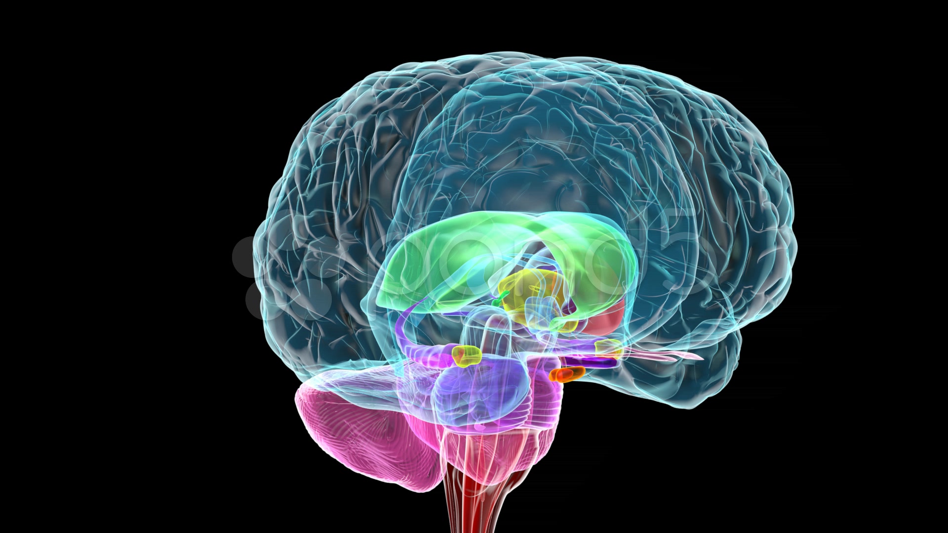 3d Brain Wallpaper HD I Image