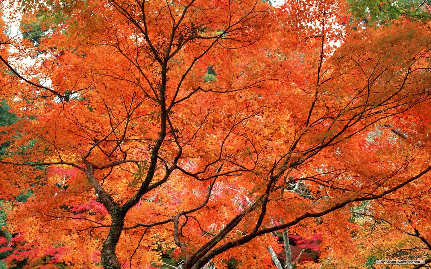 Fall Wallpaper For Desktop Autumn Leaves In HD