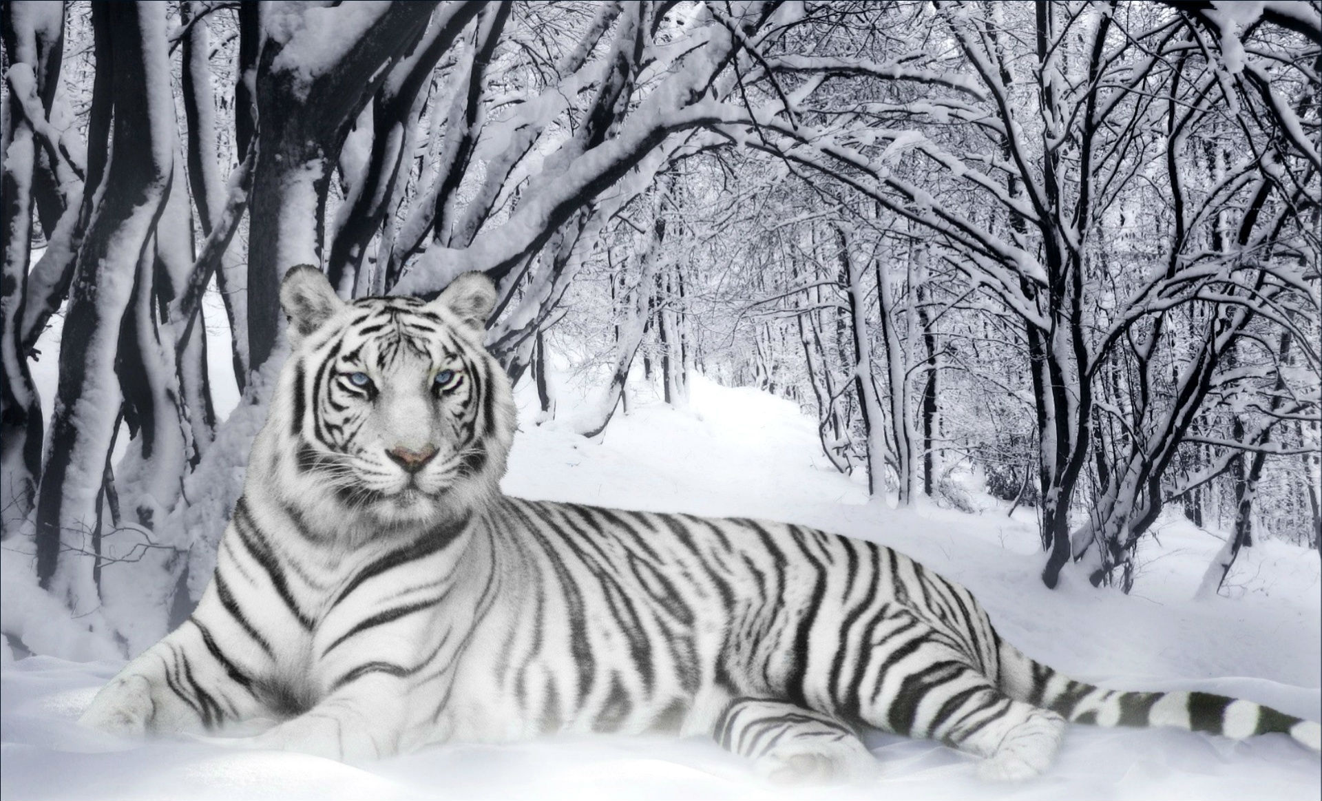 Tiger In Snow Wallpaper Which Is Under The Category