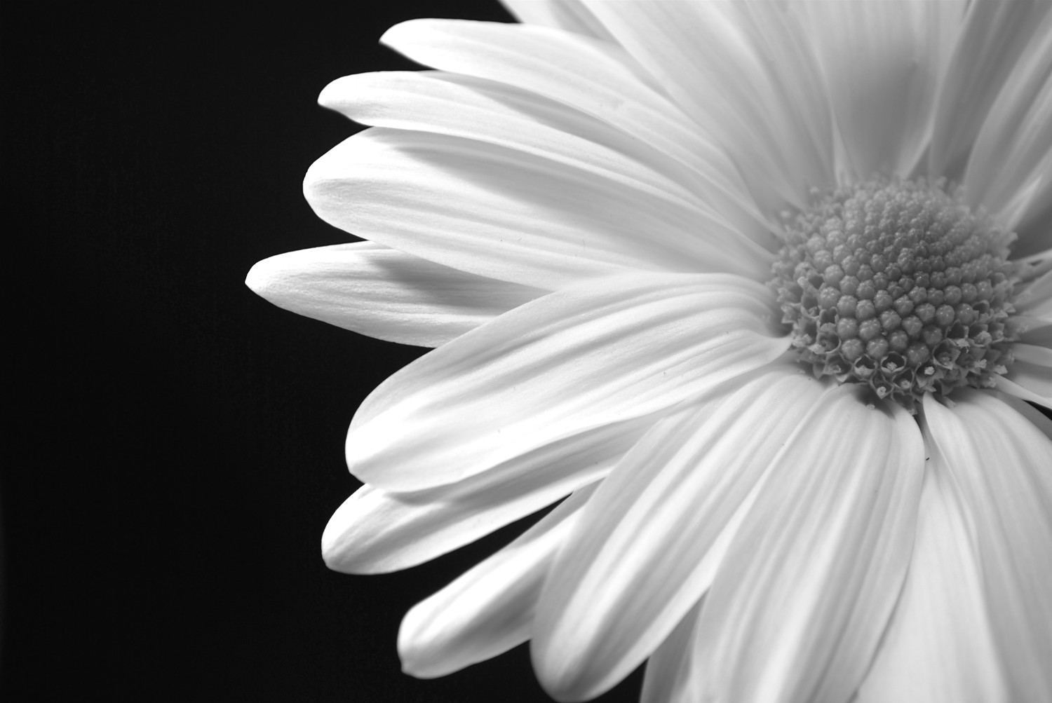 Daisy Black And White HD Wallpaper In Flowers Imageci