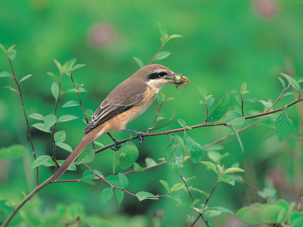 Bird Wallpaper