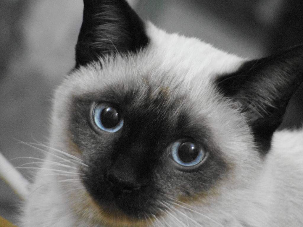 Pictures Of Siamese Cats Desktop Background
