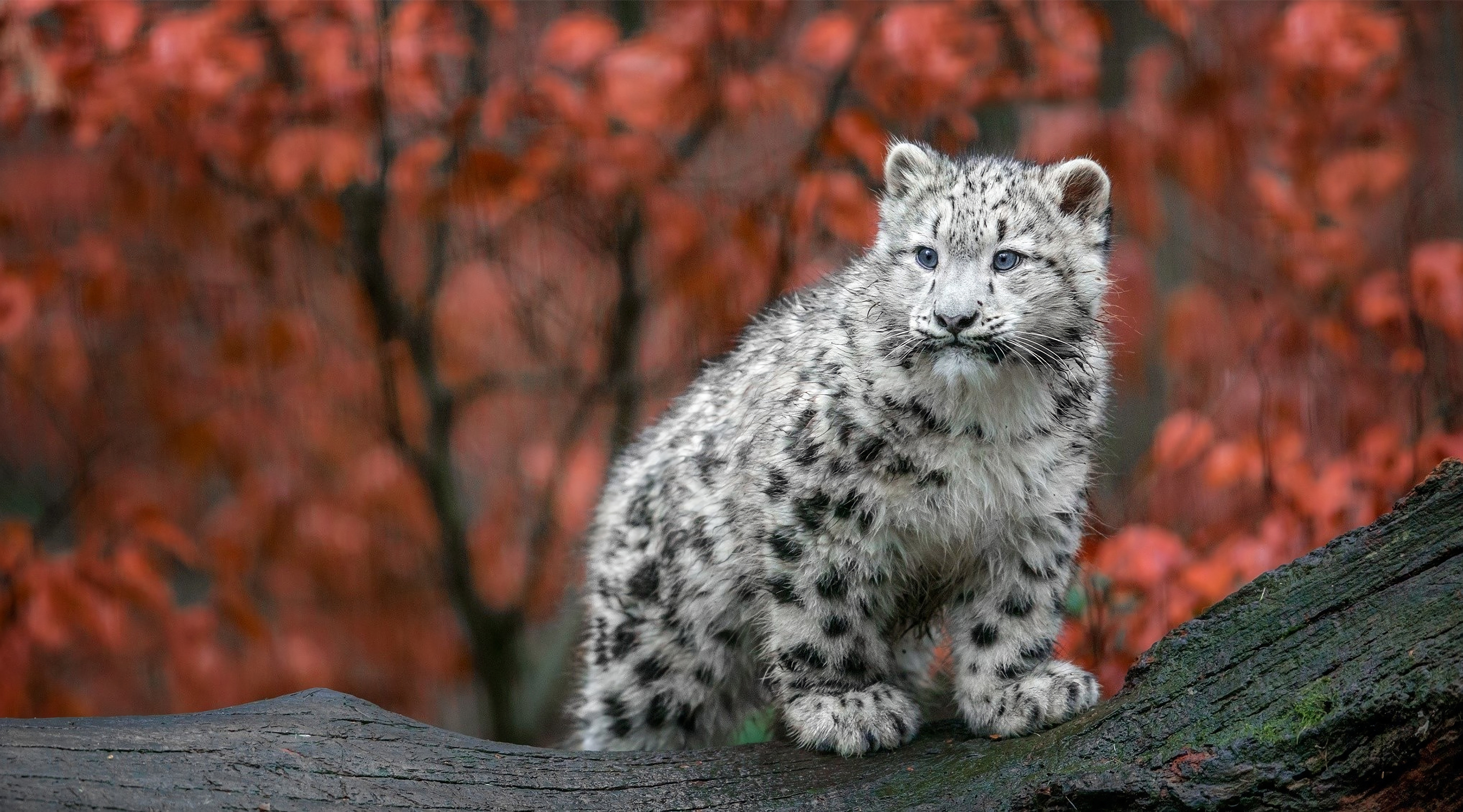 A captivating image of a young snow leopard cub against a backdrop of vibrant autumn foliage. The cub's thick, white fur with distinct black markings stands out against the warm tones of the leaves