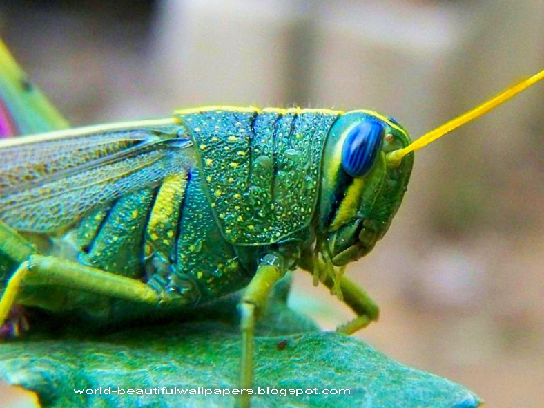 Beautiful Wallpaper Grasshoppers