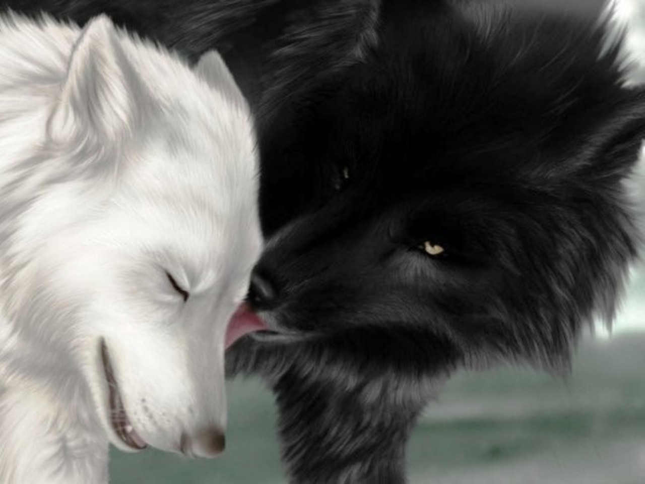 Black And White Wolfs Jpg