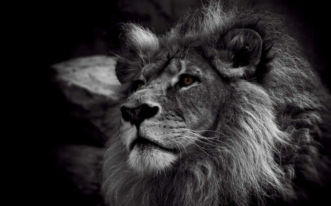 Black And White Lion Wallpaper