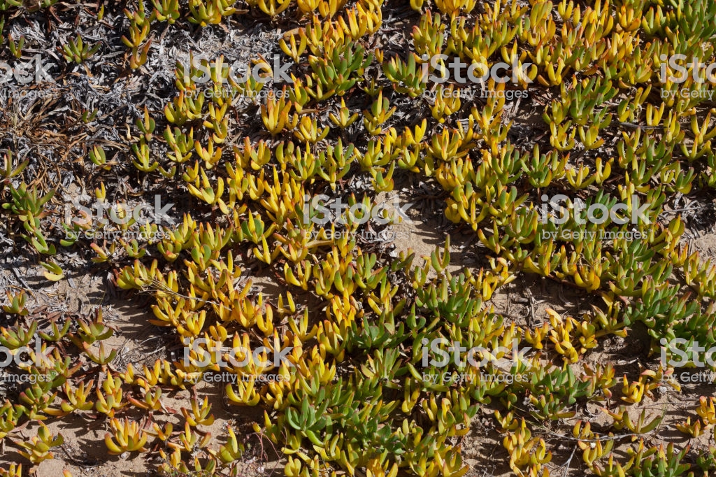 Flora Of The Mediterranean Dunes Vegetation In By