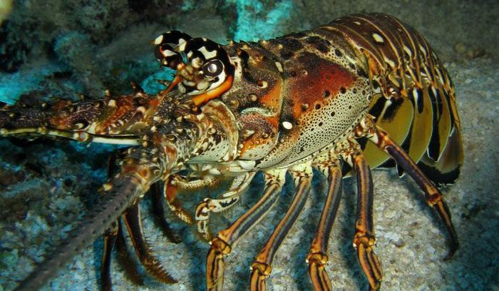 Spiny Lobster Wallpaper