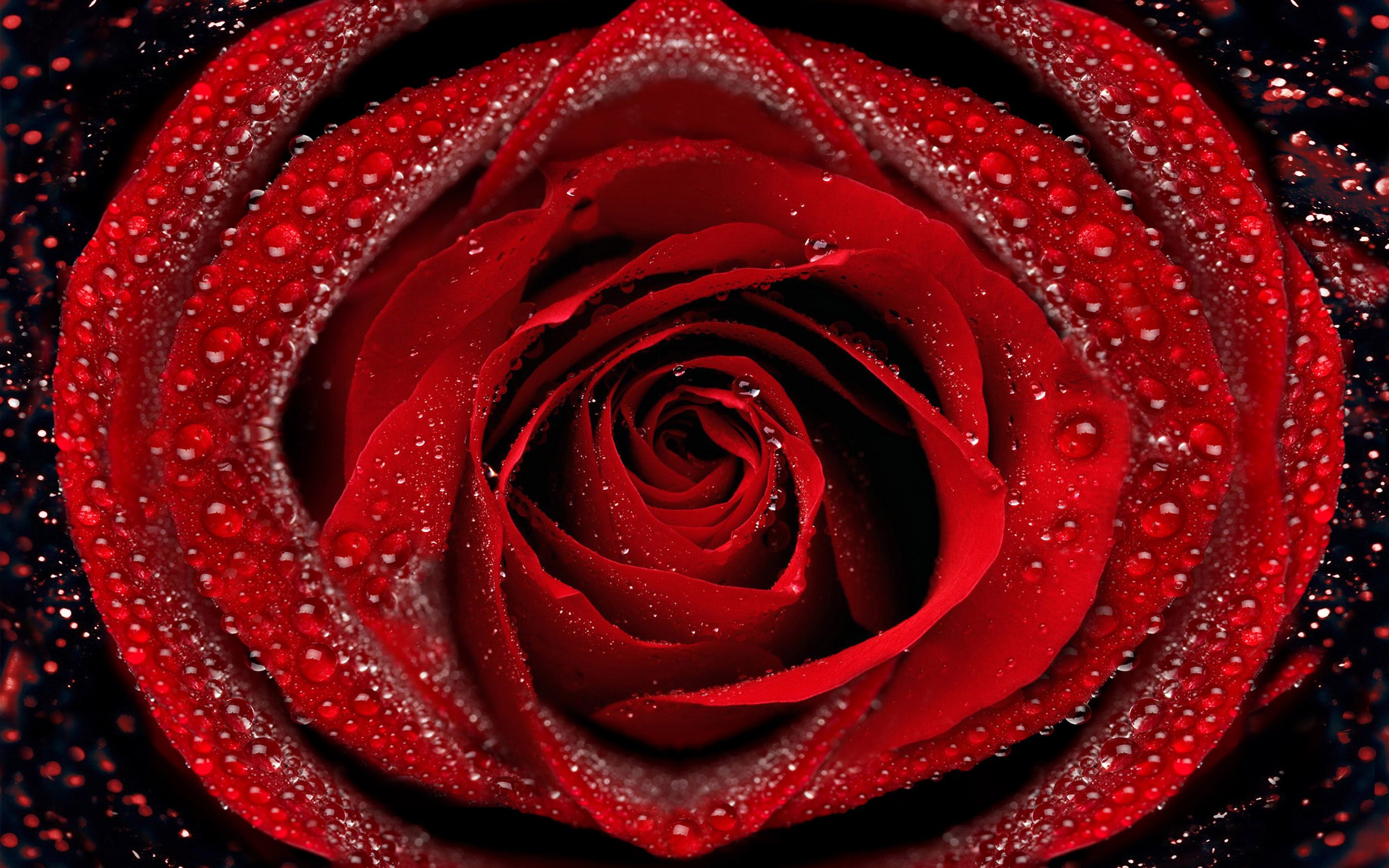 Pin Red Rose Wallpaper Wallpoop The