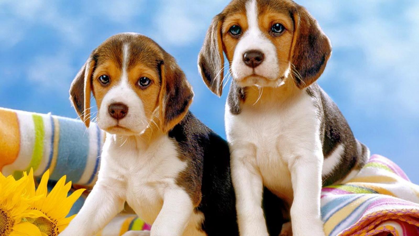 Cute Beagles Wallpaper Hq Desktop Hqwalls4u