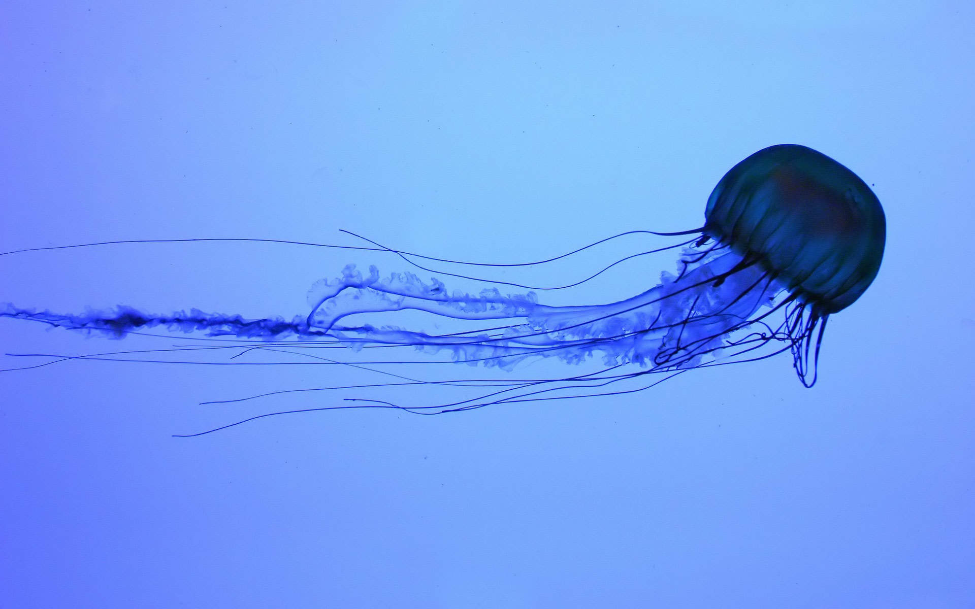 Desktop Wallpaper Animals Box Jellyfish Underwater Jpg