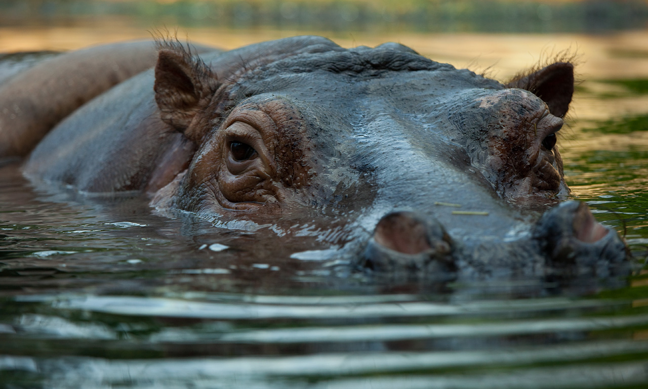 Wild Hippopotamus Wallpaper Animal Walpaper
