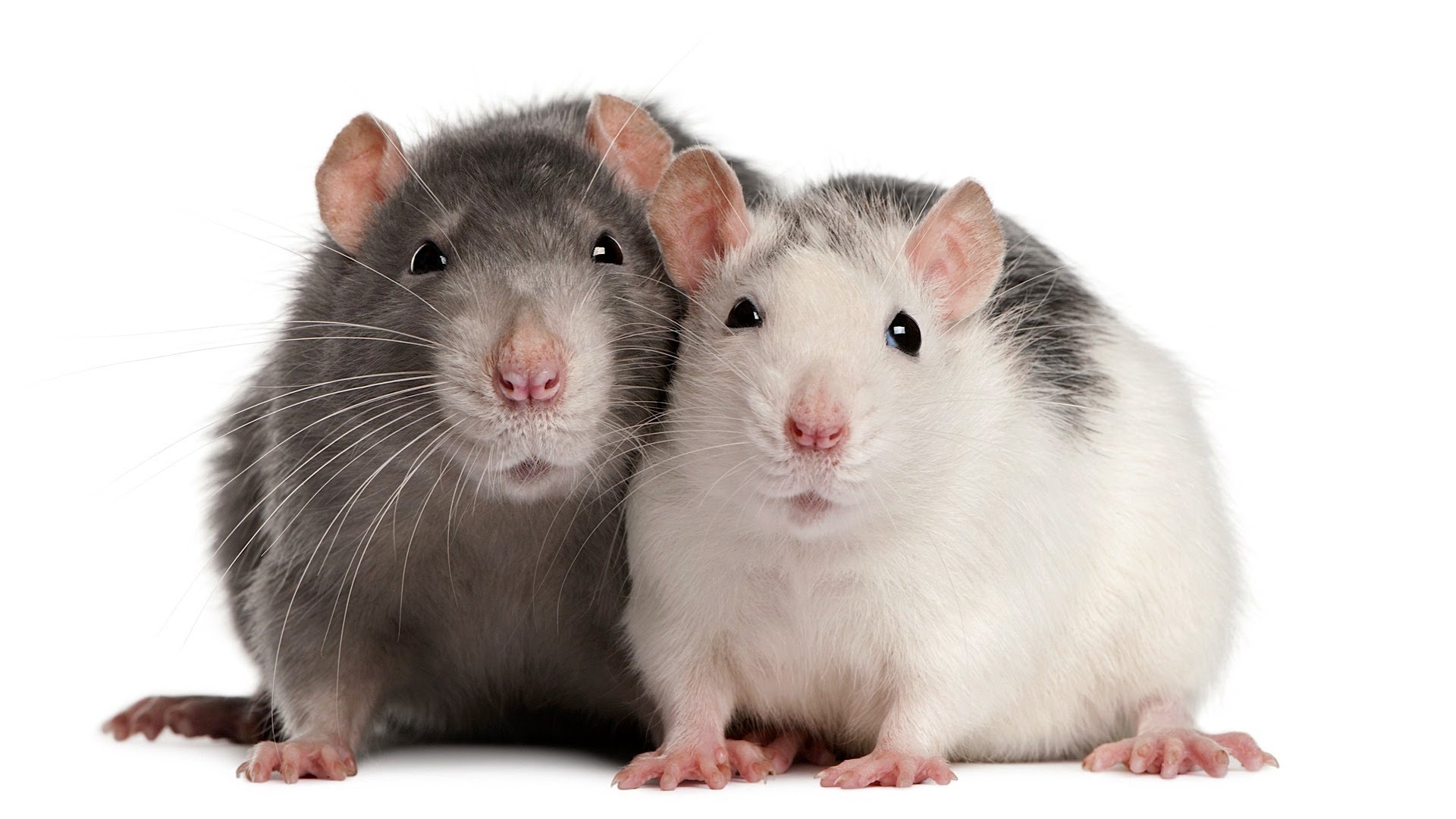 How To Understand Rat Sounds Pet Rats