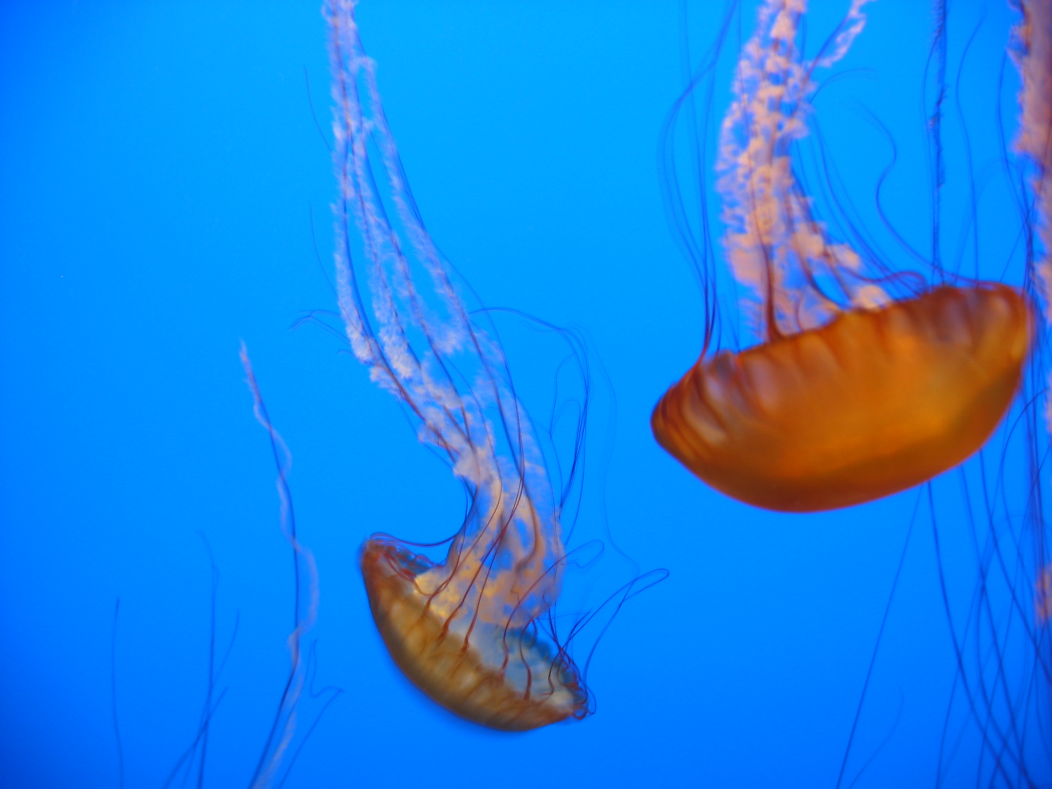 Pin Wallpaper Fish Jellyfish Ocean Sea Underwater Coral On