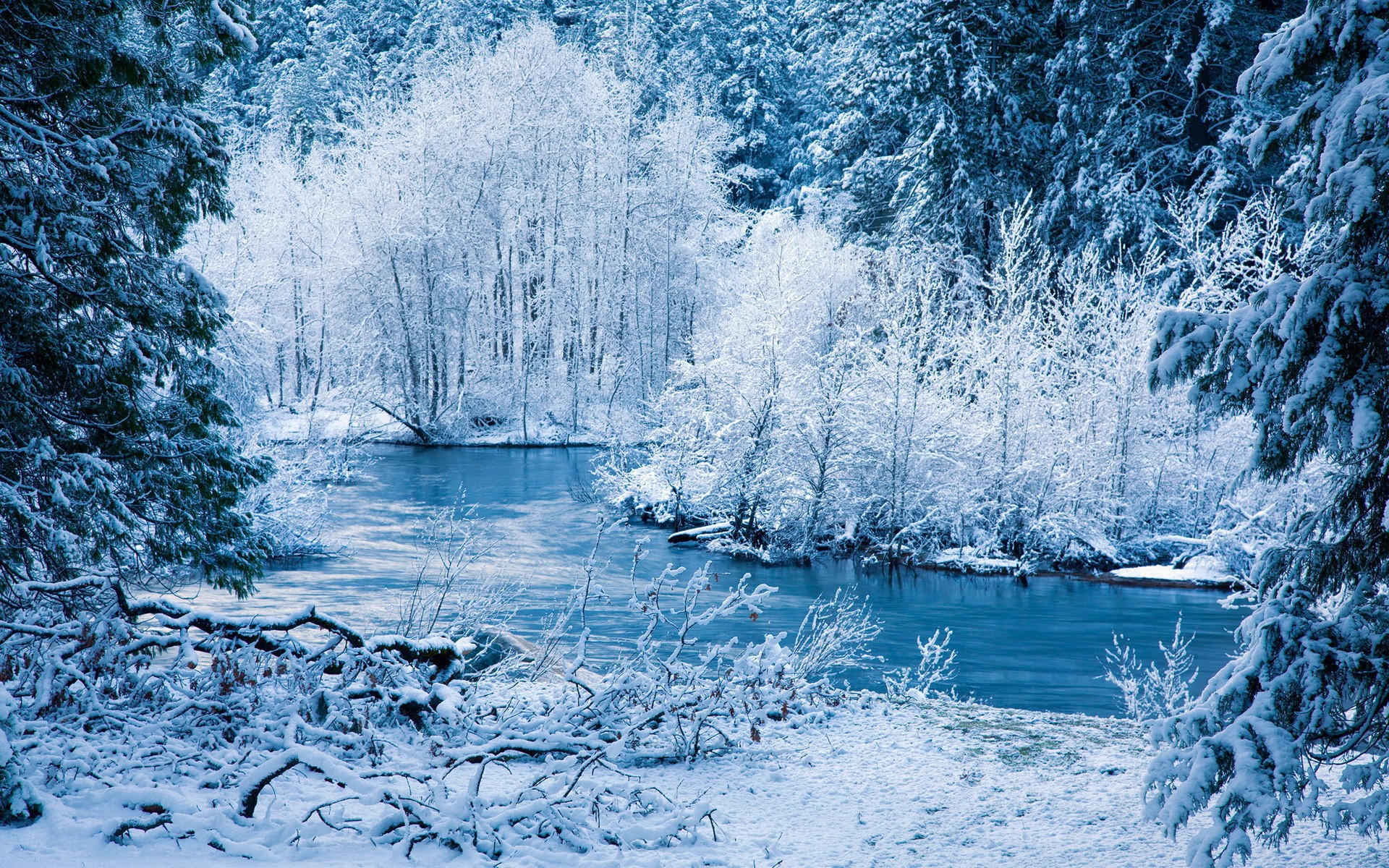 Evening Winter Forest Wallpaper And Image