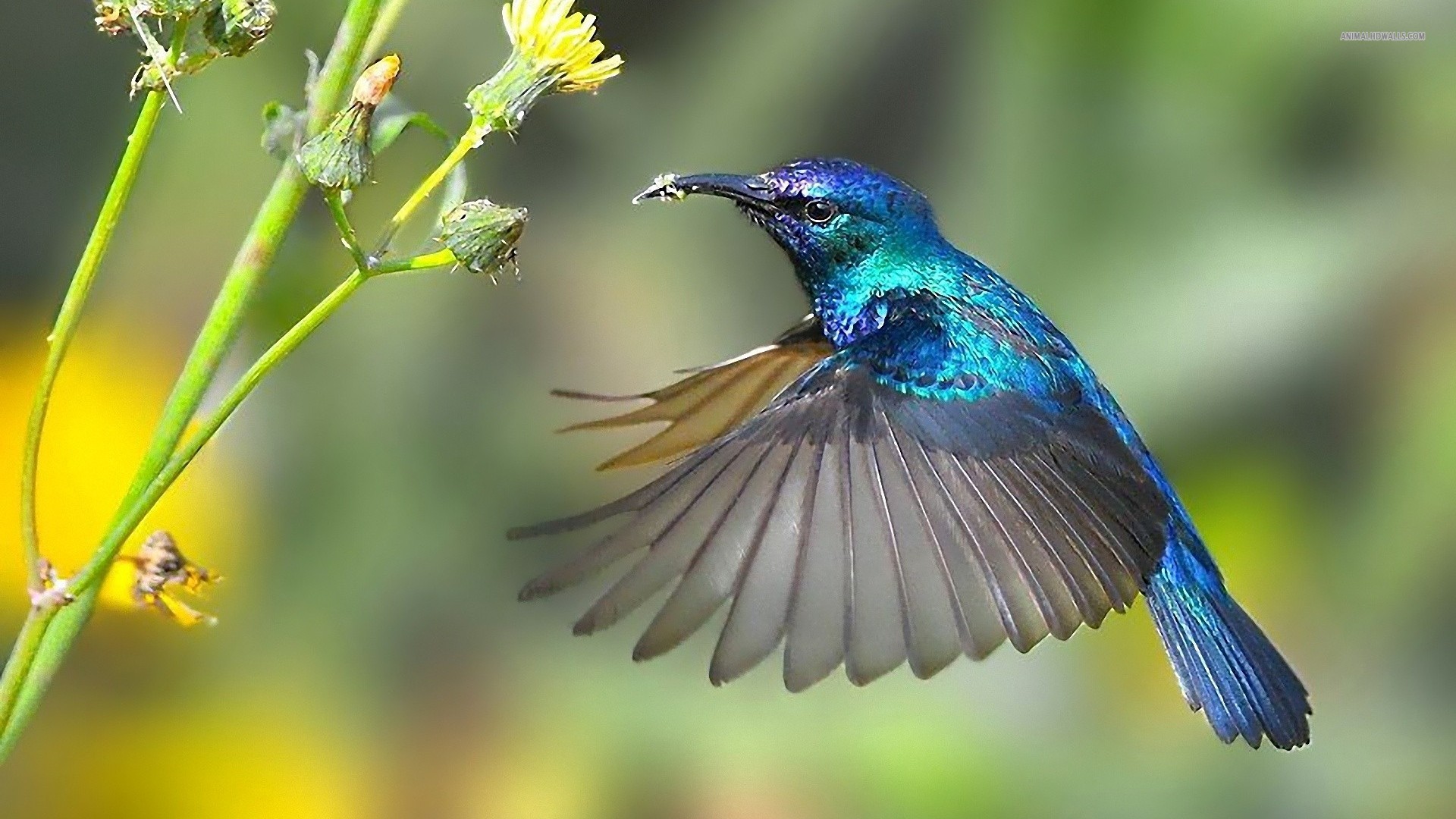 Hummingbird What Changes For Emerce Seo Service Providers