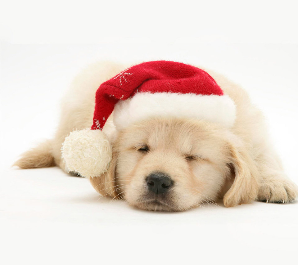 Christmas Dog Wallpaper Pictures Pics Photos Image Desktop