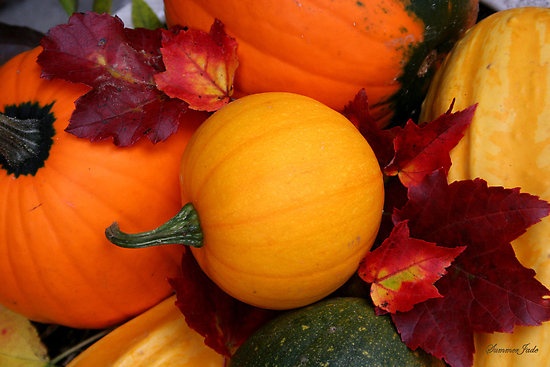 Michele Mcfarlane On Pumpkins And Gourds