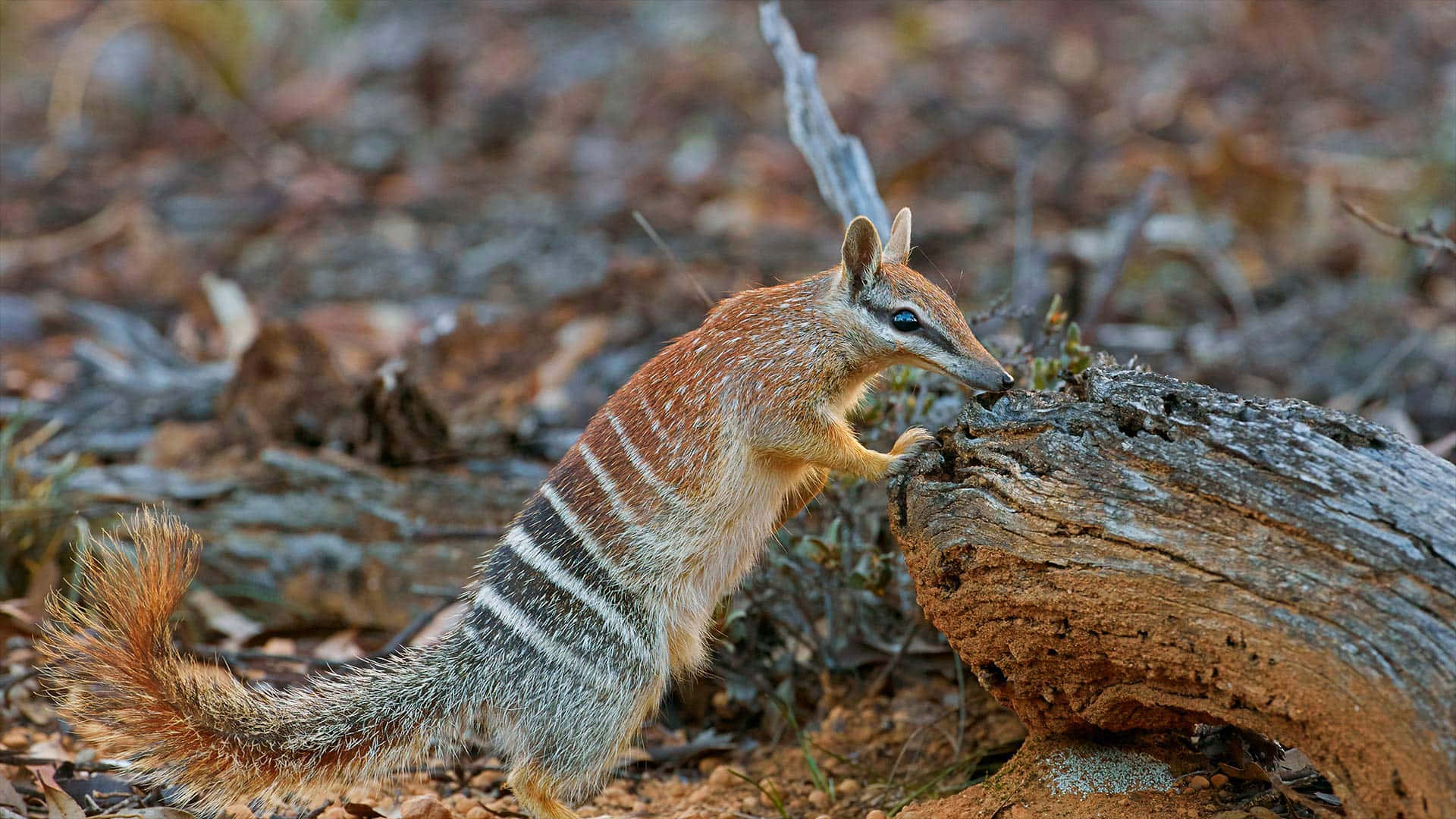 A numbat, a small Australian marsupial, foraging on the ground amidst dry leaves and branches